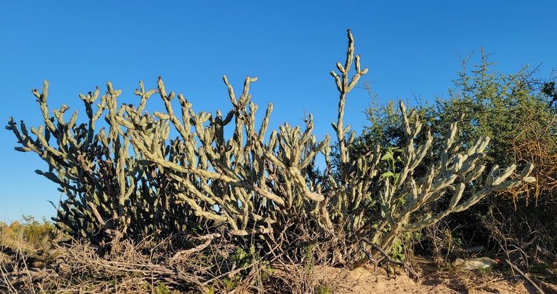Cylindropuntia calmalliana, photographed by Michelle Cloud-Hughes