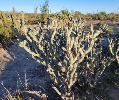 Cylindropuntia calmalliana, photographed by Michelle Cloud-Hughes