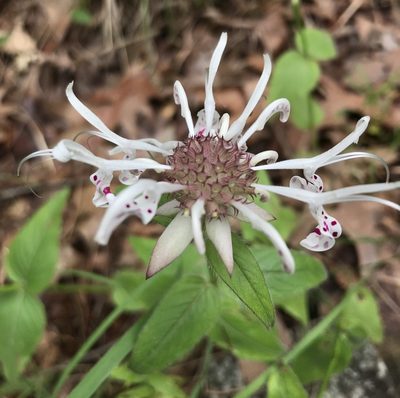 Monarda russeliana, photographed by Lori B