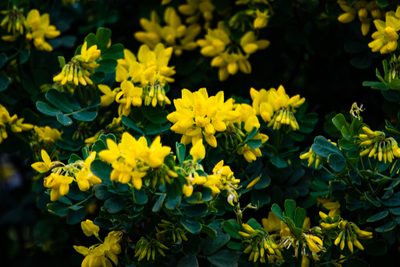 Coronilla valentina, photographed by David Ashcroft