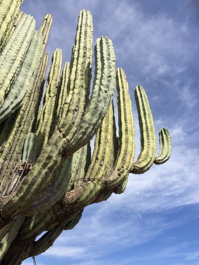 Pachycereus weberi, photographed by vientoro