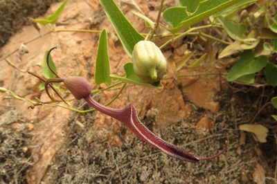Aristolochia chachapoyensis, photographed by Manuel Roncal