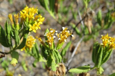 Trixis cacalioides, photographed by Manuel Roncal