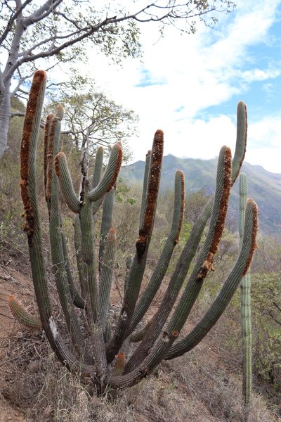 Espostoa mirabilis, photographed by Manuel Roncal