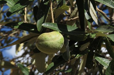 Morisonia scabrida, photographed by Manuel Roncal