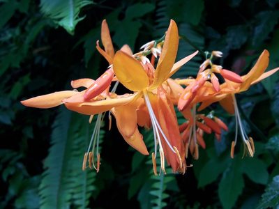 Crocosmia aurea, photographed by Ferncliffe forest wilding