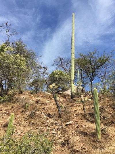 Cephalocereus mezcalaensis, photographed by vientoro