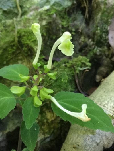 Scutellaria orichalcea, photographed by Erick Vélez Sánchez