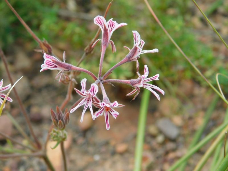 Pelargonium caledonicum, photographed by Klaus Wehrlin