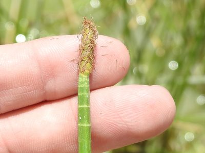 Eleocharis interstincta, photographed by Sam Kieschnick