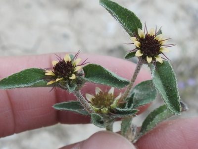 Sanvitalia ocymoides, photographed by Sam Kieschnick