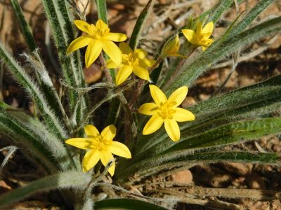 Hypoxis floccosa, photographed by Klaus Wehrlin
