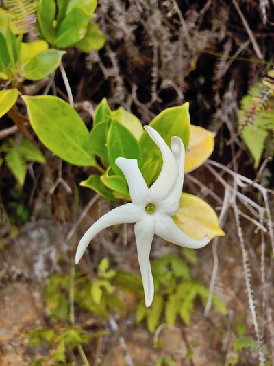 Hillia parasitica, photographed by Kurt Miller