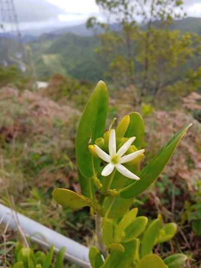 Schradera exotica, photographed by Kurt Miller