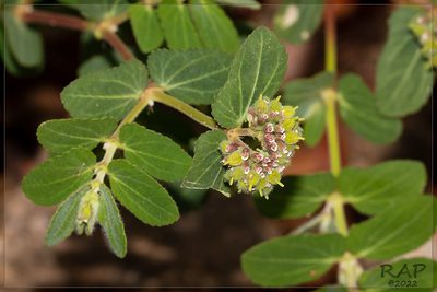 Euphorbia berteroana, photographed by RAP