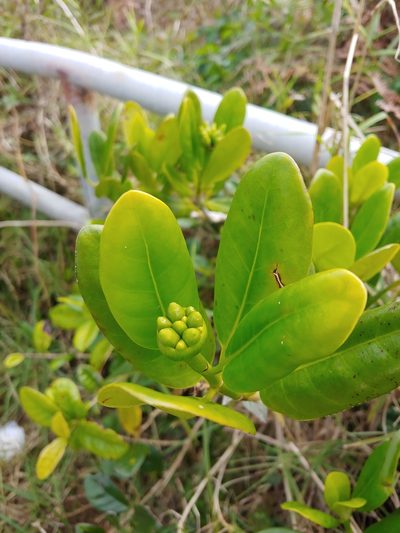 Schradera exotica, photographed by Kurt Miller