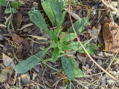 Lithospermum matamorense, photographed by Cleveland Powell