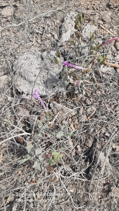 Dicliptera tomentosa, photographed by Ellky Arteta Paredes