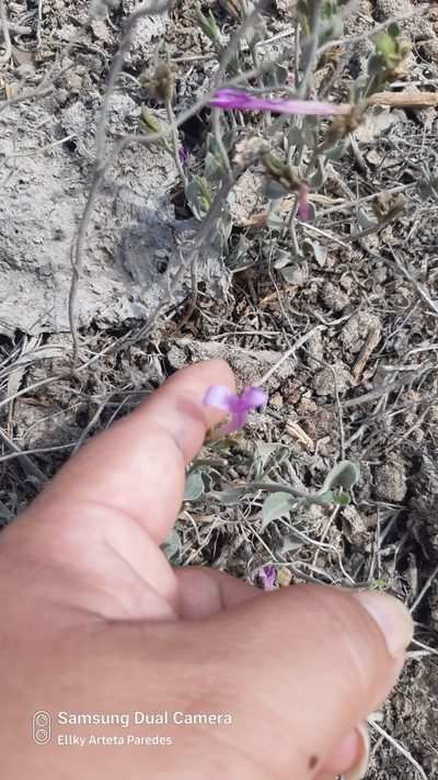 Dicliptera tomentosa, photographed by Ellky Arteta Paredes