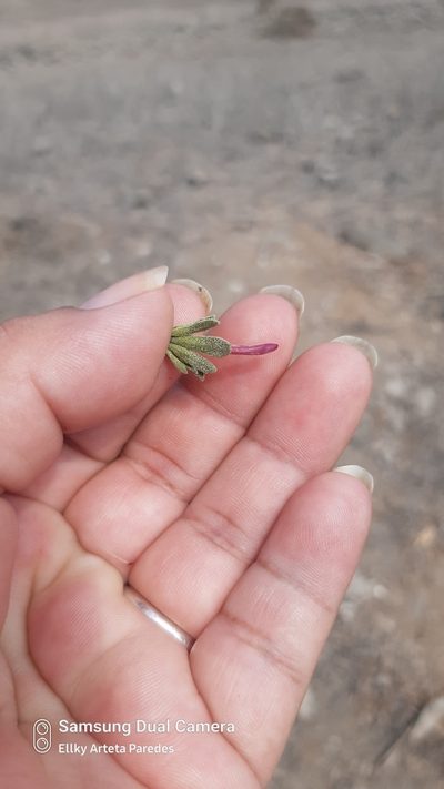 Dicliptera tomentosa, photographed by Ellky Arteta Paredes