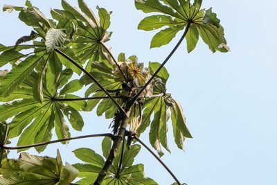 Cecropia obtusifolia, photographed by Bruno de Medeiros