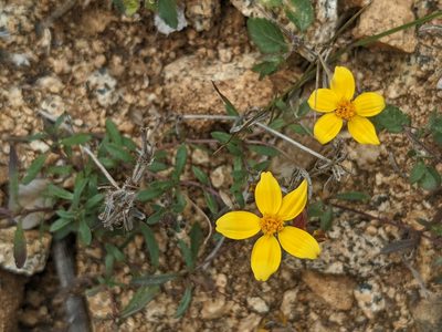 Pectis multiseta, photographed by Zoltán Stekkelpak