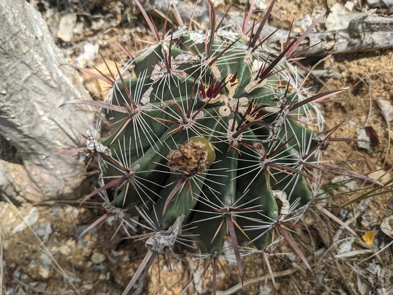 Ferocactus townsendianus, photographed by Zoltán Stekkelpak