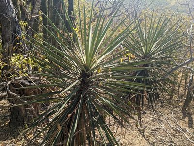 Yucca capensis, photographed by Zoltán Stekkelpak