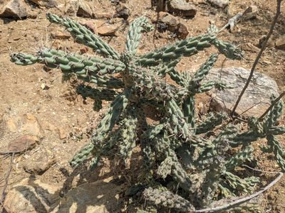 Cylindropuntia cholla, photographed by Zoltán Stekkelpak