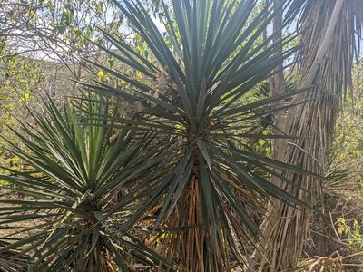 Yucca capensis, photographed by Zoltán Stekkelpak