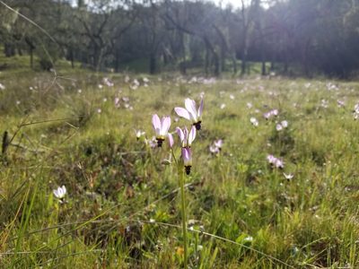 Primula clevelandii, photographed by Jonathan Curley