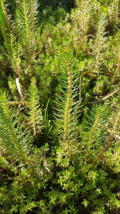 Myriophyllum crispatum, photographed by Ronan Ryan