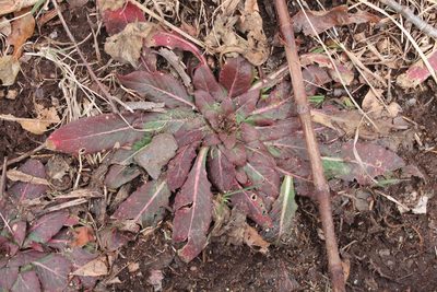 Oenothera biennis, photographed by Violet T.