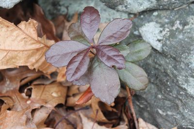 Myrica pensylvanica, photographed by Violet T.
