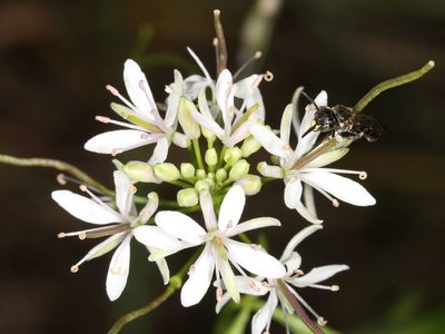 Thelypodium wrightii, photographed by jcowles