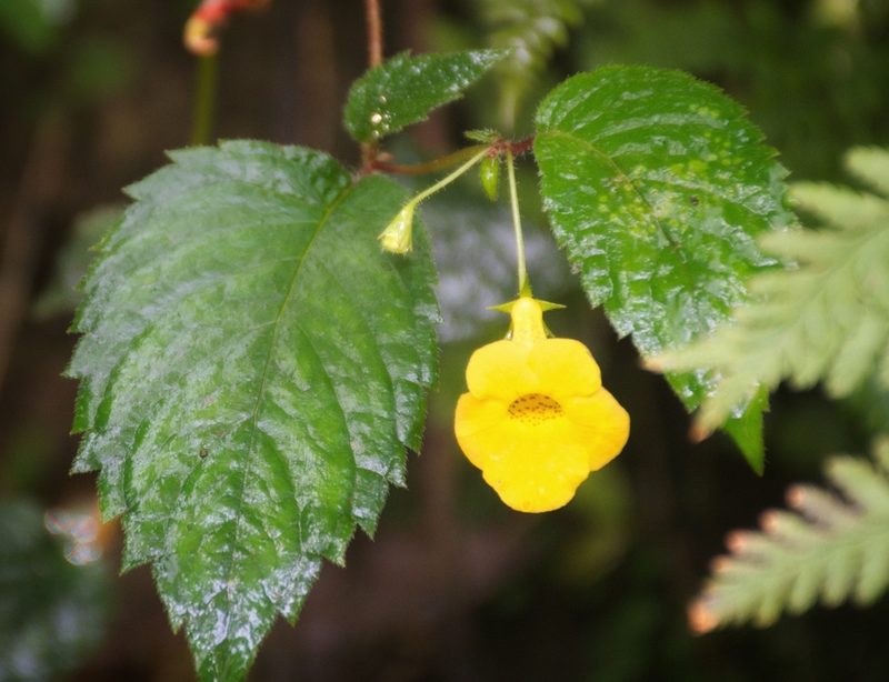 Achimenes flava, photographed by adel-fridus