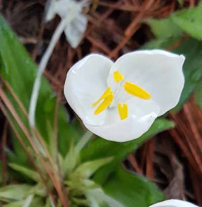 Weldenia candida, photographed by Eugenio Padilla