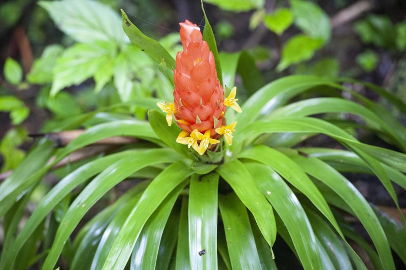 Guzmania berteroniana, photographed by donbull