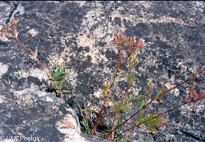 Potentilla bimundorum, photographed by lallen