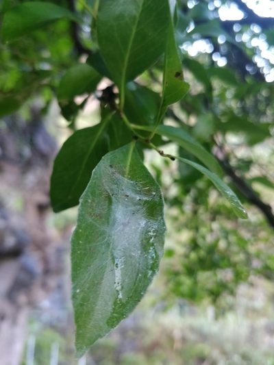 Maytenus umbellata, photographed by Vítor Jorge