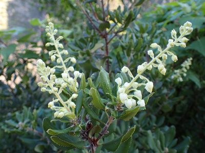 Comarostaphylis diversifolia, photographed by George Williams