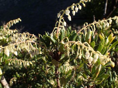 Comarostaphylis diversifolia, photographed by George Williams