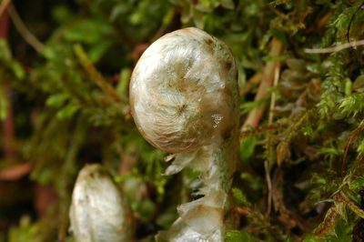 Polystichum andersonii, photographed by Timothy McNitt