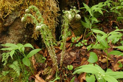 Polystichum andersonii, photographed by Timothy McNitt