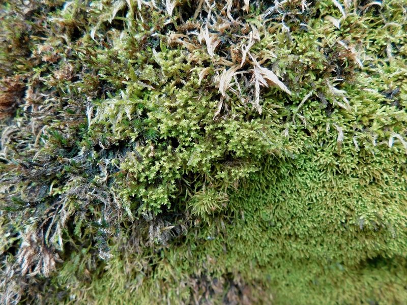Pohlia cruda, photographed by Michael J. Papay