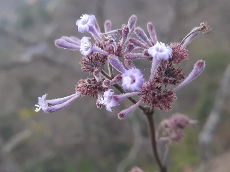 Spermadictyon suaveolens, photographed by Abhinav Thakur