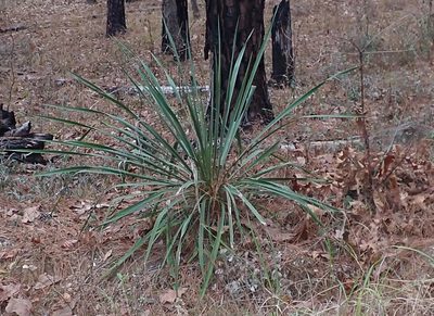 Yucca flaccida, photographed by Mike Duran