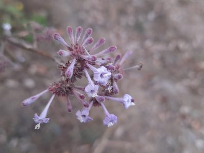 Spermadictyon suaveolens, photographed by Abhinav Thakur