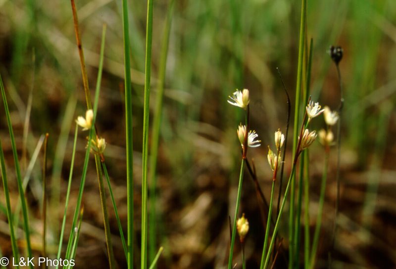 Juncus stygius, photographed by lallen