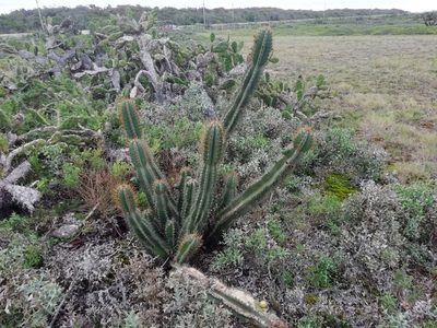 Cereus hildmannianus, photographed by Agustina Medina